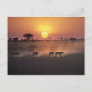 Search for amboseli Sunset
