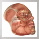 Search for face anatomy posters Orbicularis oris
