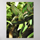 Search for chameleon posters Reptiles