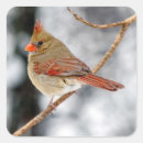 Search for female cardinal stickers Bird