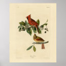 Search for cardinalis Illustration