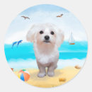 Search for maltese dogs stickers Animal