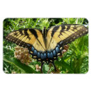 Search for swallowtail magnets Photography