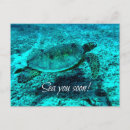 Search for funny turtles postcards Sea