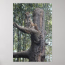 Search for clouded leopards Animal