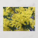 Search for yellow tree postcards Winter