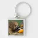 Search for sloth image key rings Photos of sloths
