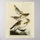 Search for thrushes posters Lithograph