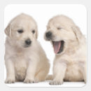 Search for photography business stickers Dogs