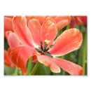 Search for stamen posters Botany