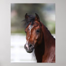 Search for horse breed posters Bay