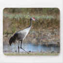 Search for sandhill mousepads Wildlife