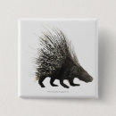 Search for bristles Porcupine