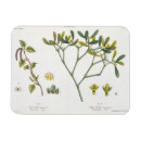 Search for fruit christmas cards Botanical