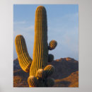 Search for saguaro posters Cacti