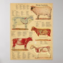 Search for animal anatomy art Vintage