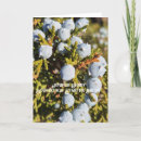Search for juniper cards Berries