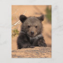 Search for bear stamp postcards Usa