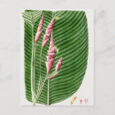 Search for sweet pea flowers postcards Floral