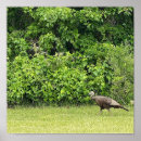 Search for wild turkeys posters Birds
