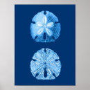 Search for sand dollar posters Nautical