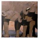 Search for tarangire Environment