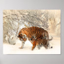 Search for snow Cat
