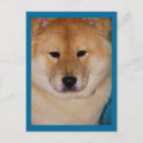 Search for spitz dog postcards Animals