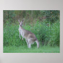 Search for blue kangaroo posters Animal
