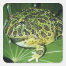 Search for small frog stickers Wild