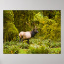 Search for bull elk posters Wildlife
