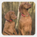 Search for vizsla dog stickers Animal