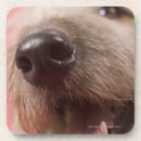 Search for close barware Canine