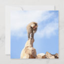 Search for baboon cards Monkey