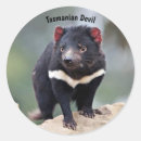 Search for tasmanian devil stickers Australia