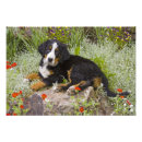 Search for breckenridge art Animal