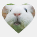 Search for cavy stickers Guinea