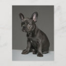 Search for purebred postcards Puppy