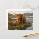 Search for scottish highland cow postcards Scotland