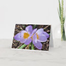 Search for crocus cards Blossom