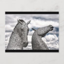 Search for kelpy postcards Stallion