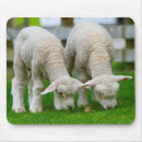 Search for sheep mousepads Farm animals