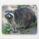 Search for coon electronics Wild