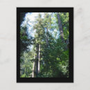 Search for sunlit postcards Forest