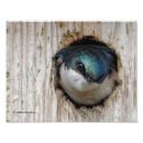 Search for tree swallow posters Swallows