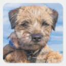 Search for border terriers stickers Animal