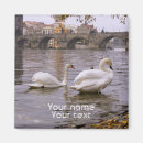Search for swans magnets River