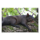 Search for squirrel photo art Rodent