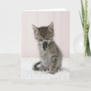 Search for cat breeds cards Kitten