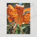 Search for tiger lily postcards Lilies
